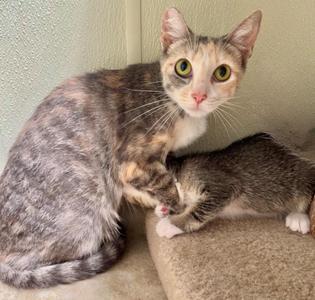 A calico cat with green eyes is sitting on a beige surface, looking directly at the camera. A smaller, gray and white kitten is lying next to her, partially under her body.
