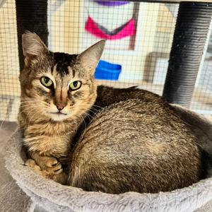Matilda, senior, available for adoption