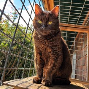 Bear, senior, available for adoption