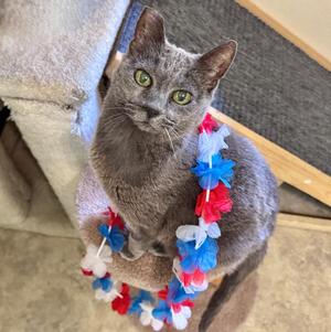 Gracie Gray, senior, available for adoption