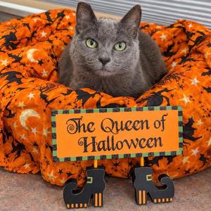 Gracie Gray, senior, available for adoption