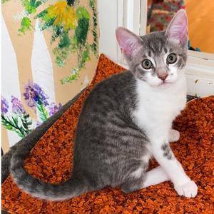 Cove, kitten, available for adoption