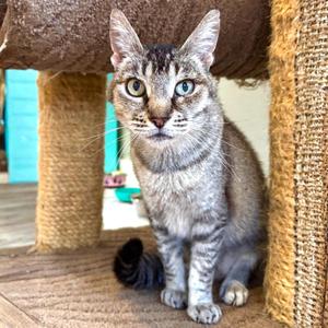 Lydia, young, available for adoption