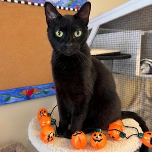 Isis, adult, available for adoption