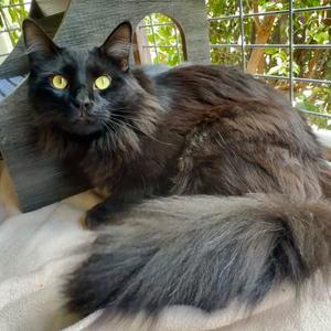 Luis, young, available for adoption