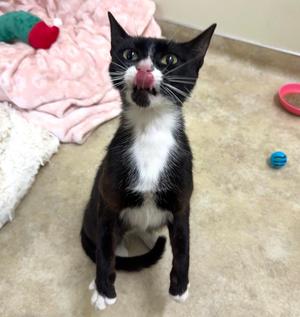 Dolly, young, available for adoption