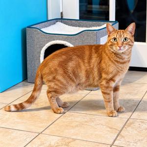 Apollo, adult, available for adoption