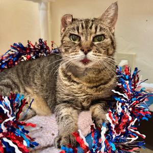Hot Rod, senior, available for adoption