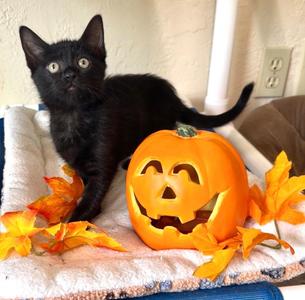 Mavis, kitten, available for adoption