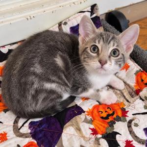 Sandy, kitten, available for adoption