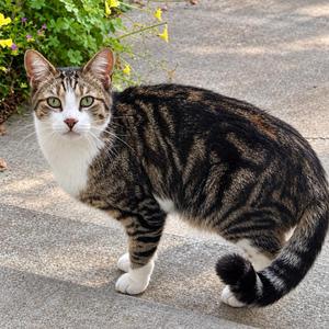 Peeko, adult, available for adoption