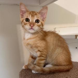 A ginger tabby kitten sitting on a brown surface with its ears perked up and eyes wide open.