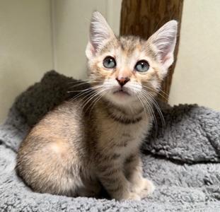 Natasha, kitten, available for adoption