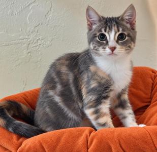 Coco-Nut, kitten, available for adoption