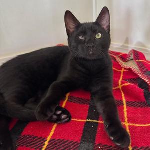 Cleo, kitten, available for adoption
