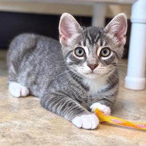 Reef, kitten, available for adoption