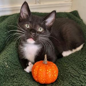 Moonpie, kitten, available for adoption