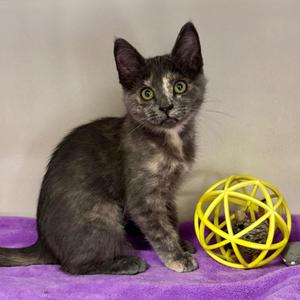 ChaCha, kitten, available for adoption