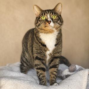 A tabby cat with green eyes sits on a white blanket.