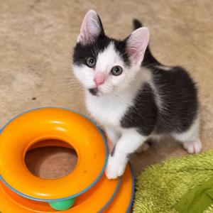 Gelato, kitten, available for adoption