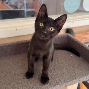 Kiri, kitten, available for adoption