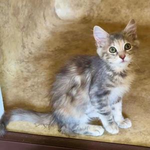 Feather 🪶, kitten, available for adoption