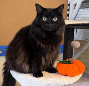 Onyx, adult, available for adoption