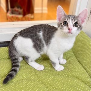 Coral, kitten, available for adoption