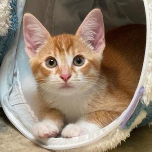 Boris, kitten, available for adoption