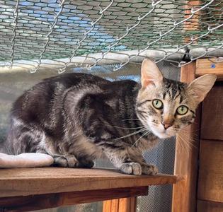 Clove, young, available for adoption