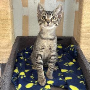 Neytiri, kitten, available for adoption