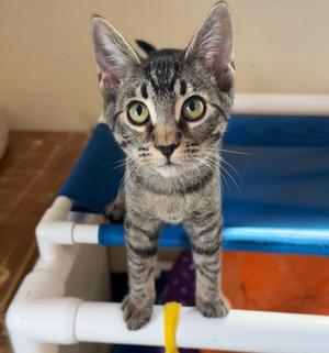 Neytiri, kitten, available for adoption