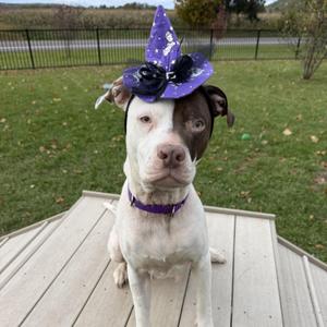 Precious, Mixed Breed, adult, available for adoption