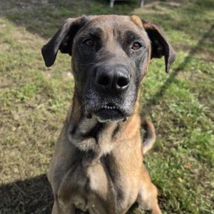 A brown dog with floppy ears sitting on grass