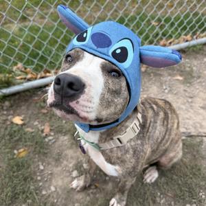 A dog wearing a blue hat with ears, resembling a character from a popular animated movie.