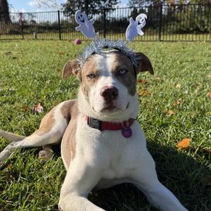 Tito, Mixed Breed, adult, available for adoption