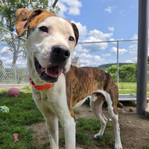 Hank, Mixed Breed, young, available for adoption