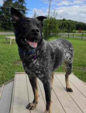 Sam, Mixed Breed, adult, available for adoption