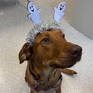 Flannery, Mixed Breed, young, available for adoption
