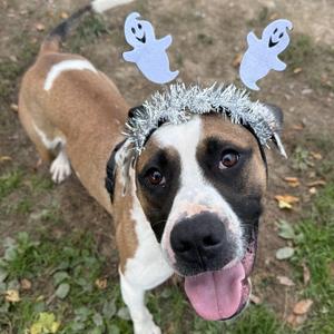 A brown and white dog wearing a silver tinsel headband with ghost decorations, standing on grass with its tongue out.