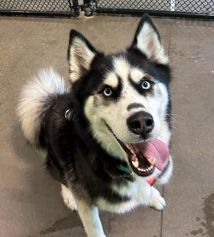 Ace, Husky, adult, available for adoption