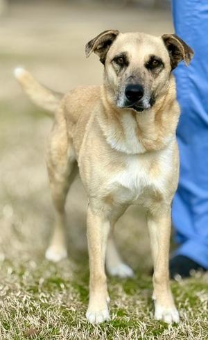 A tan and black mixed-breed dog stands on a patch of grass, looking towards the camera. A blue-clothed person is visible to the right of the dog.
