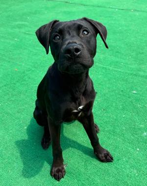 Keegan, Labrador Retriever/Mixed Breed, young, available for adoption