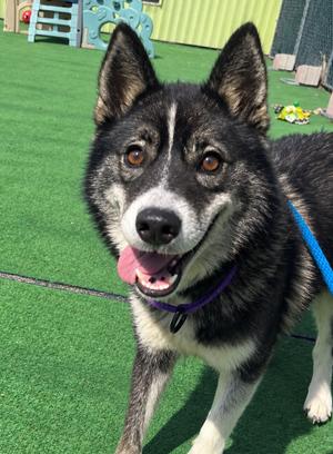 Azula, Shiba Inu/Husky, young, available for adoption