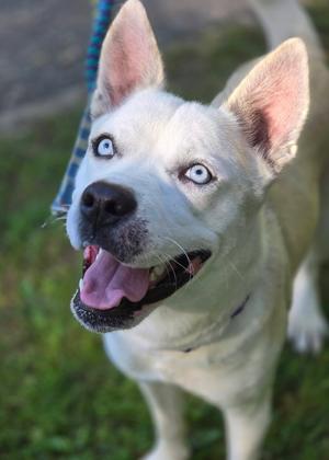 Havoc, Husky/Mixed Breed, young, available for adoption