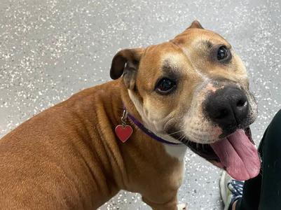 Delaney, Mixed Breed, adult, available for adoption