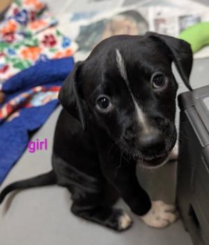 Helen, Mixed Breed, puppy, available for adoption
