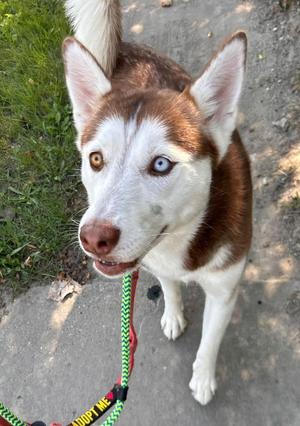 Lily, Husky, adult, available for adoption