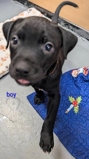 Ajax, Mixed Breed, puppy, available for adoption