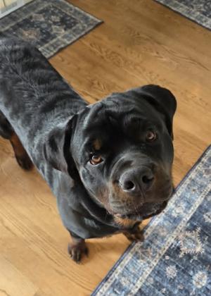 Koba, Rottweiler, young, available for adoption